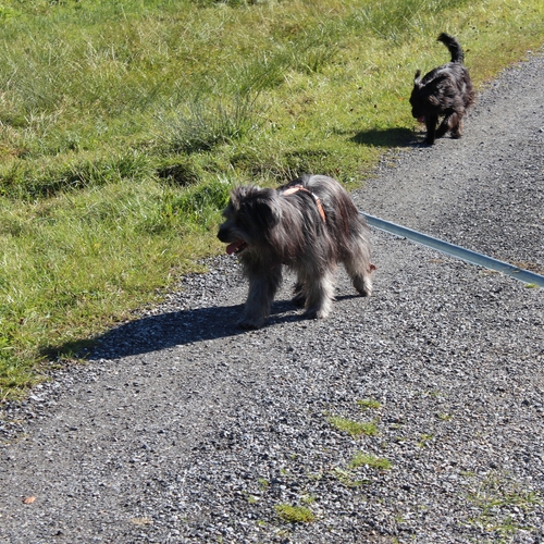 Hundetreffen 2014 im Allgäu (9)